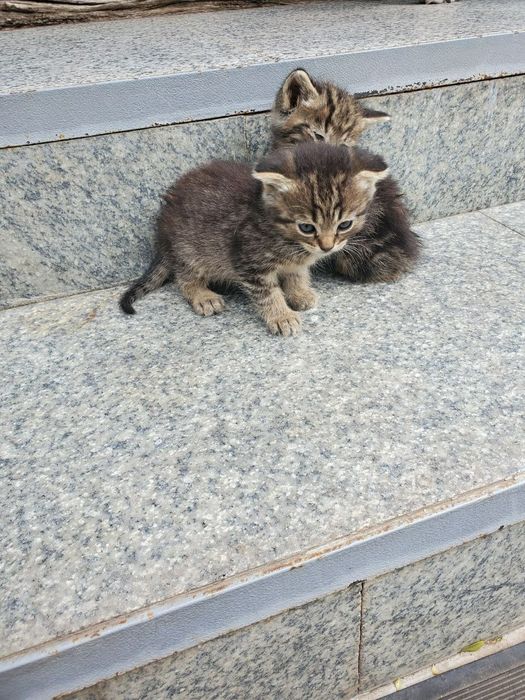 2 котёнка ищут себе любящих хозяев