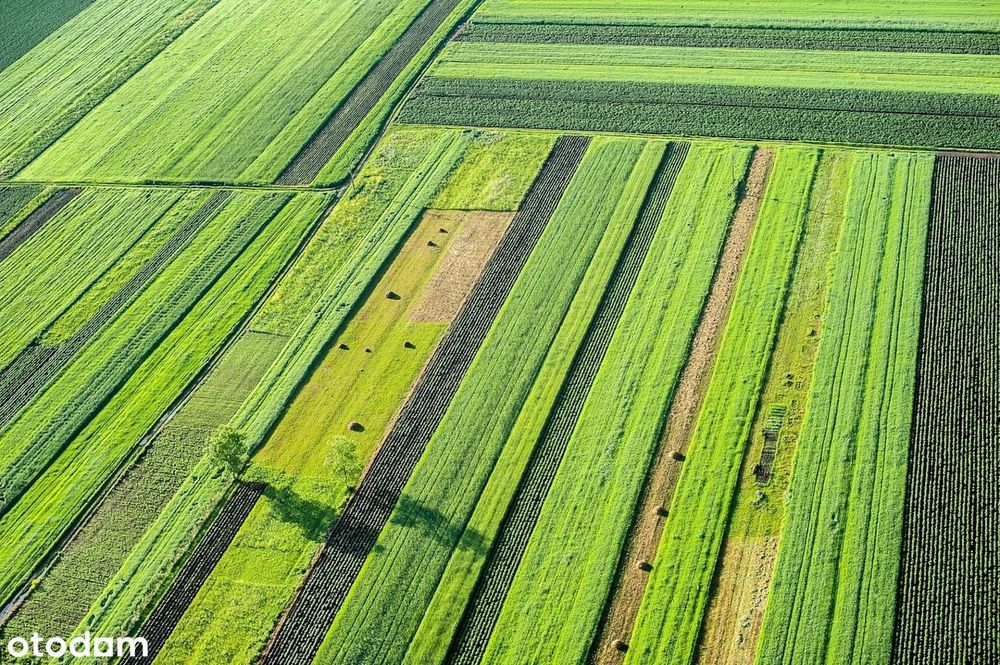 Dzierżawa gruntów rolnych