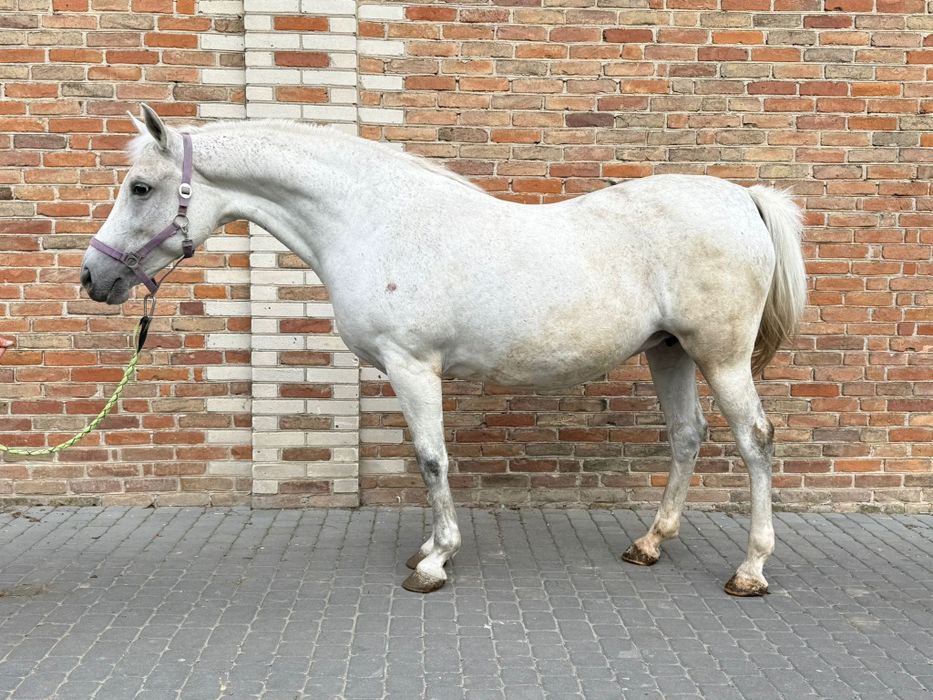 Klacz małopolska dopłatowa