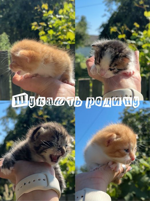 Віддам кошенят в дуже добрі та відповідальні руки