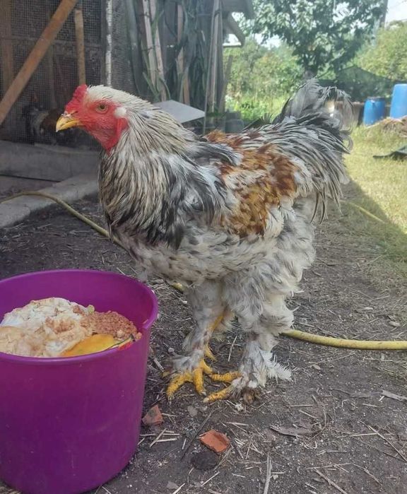 Galo brahma adulto