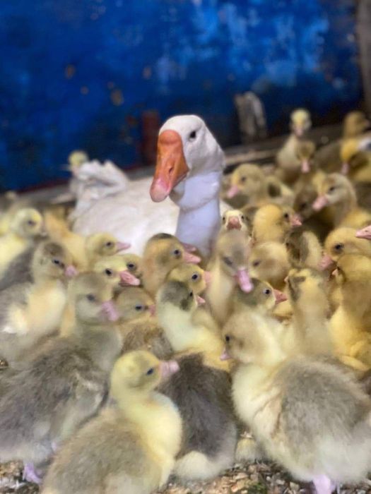 Гусяче інкубаційне яйце, інкубаційне яйце гусей,гусиные яйца