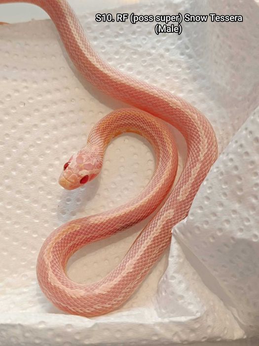 Wąż zbożowy / Snow Super Redfactor Tessera Samiec / hodowla SneakySnakes