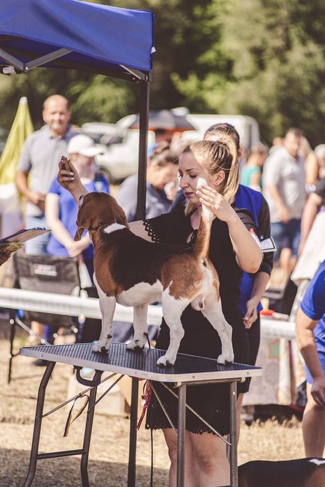 Бігль шукає наречену