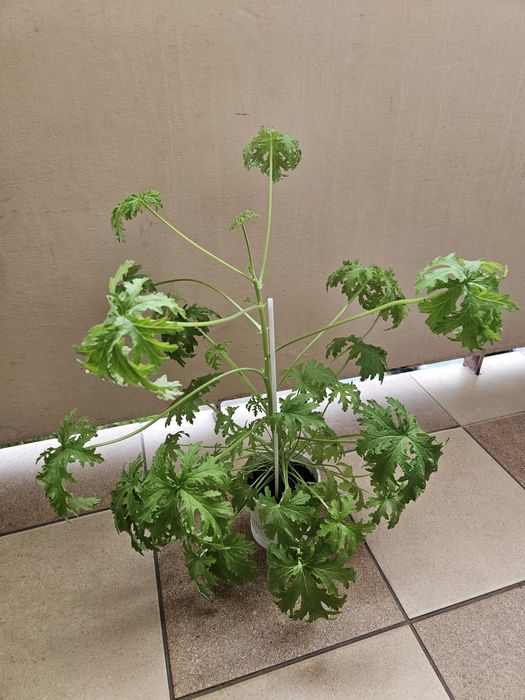 Anginka, geranium