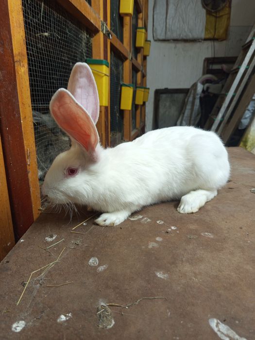 Termondzki biały samiczki