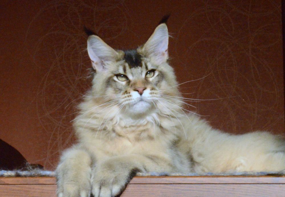 Золотко! Мальчик мейн кун.