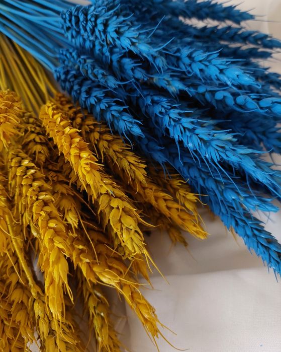 Пшениця фарбована декор сухоцвіт подарунок
