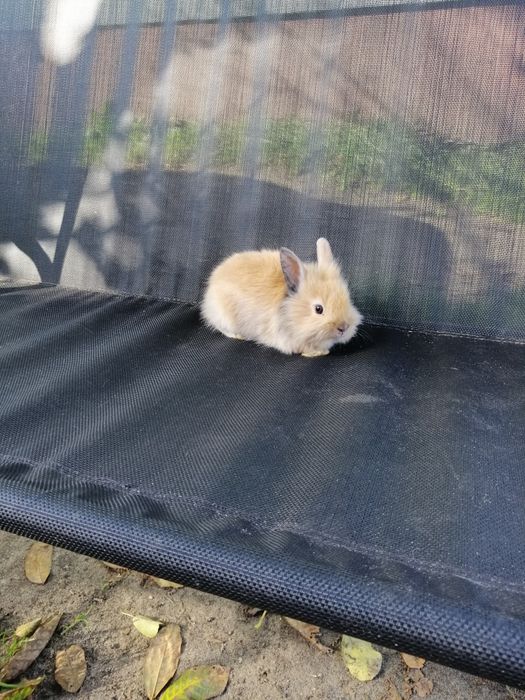 Króliczek karzełek Teddy i gładki