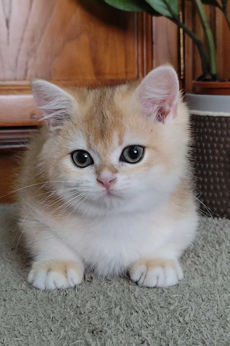 Lindo gatinho British Shorthair Golden