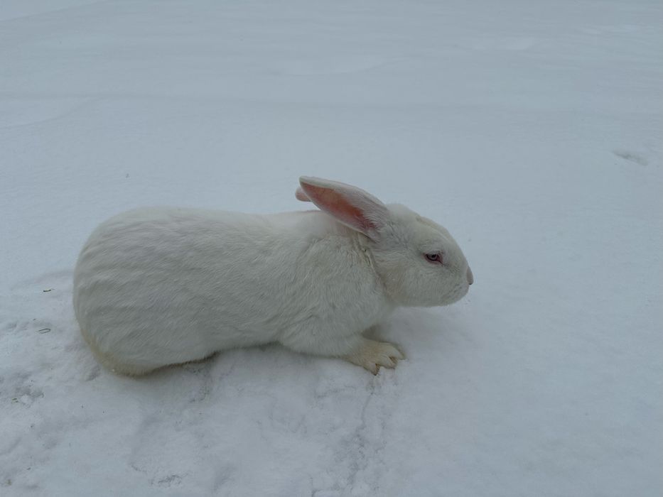 Білий термонський кріль