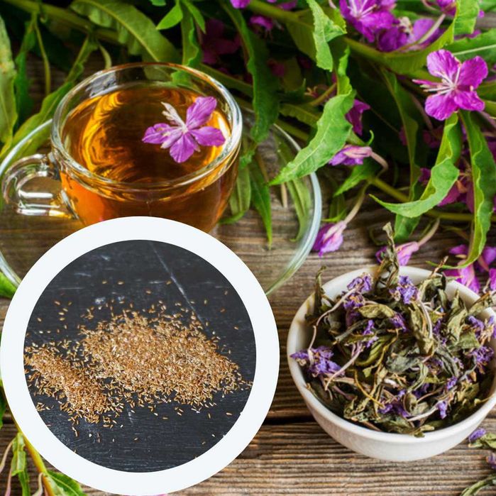 Іван-чай насіння (1500 шт)  кипрей вузьколистий копорській семена