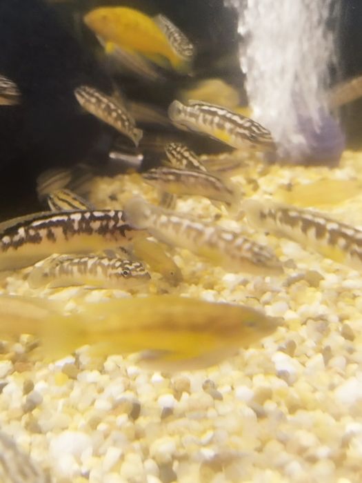 Julidochromis transcriptus kelemie tanganika