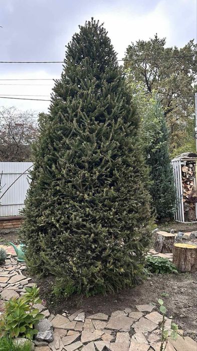 Елка живая, красивой формы.