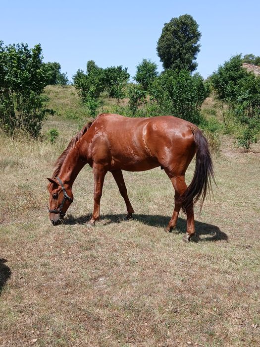 Cavalos Lusitanos  a Vende