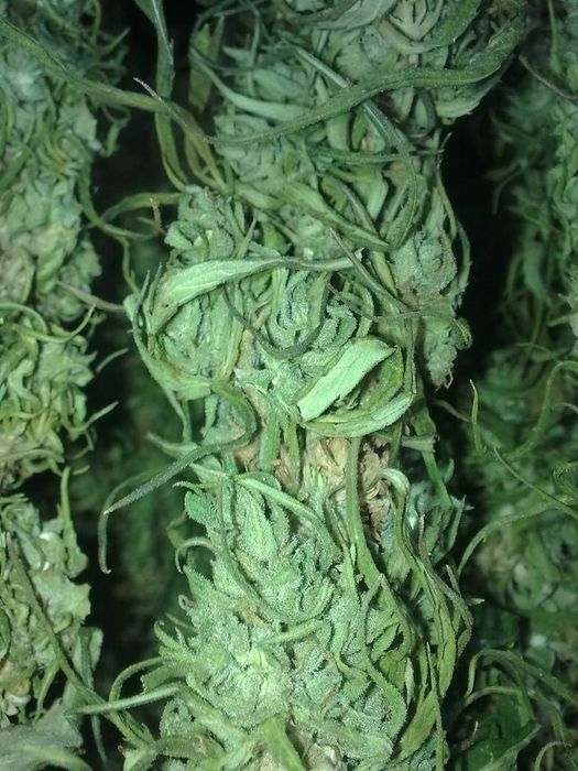 Konopie włókniste świeże z plantacji