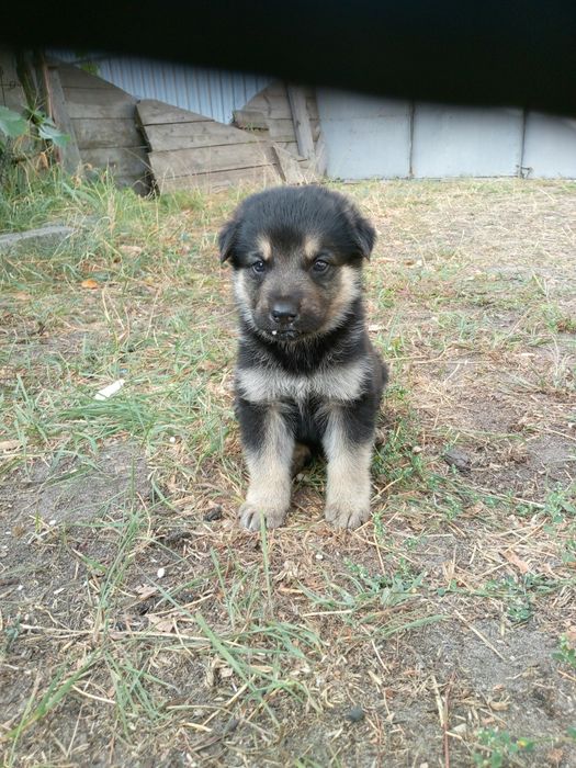 Срочно продаётся чистокровная немецкая овчарка