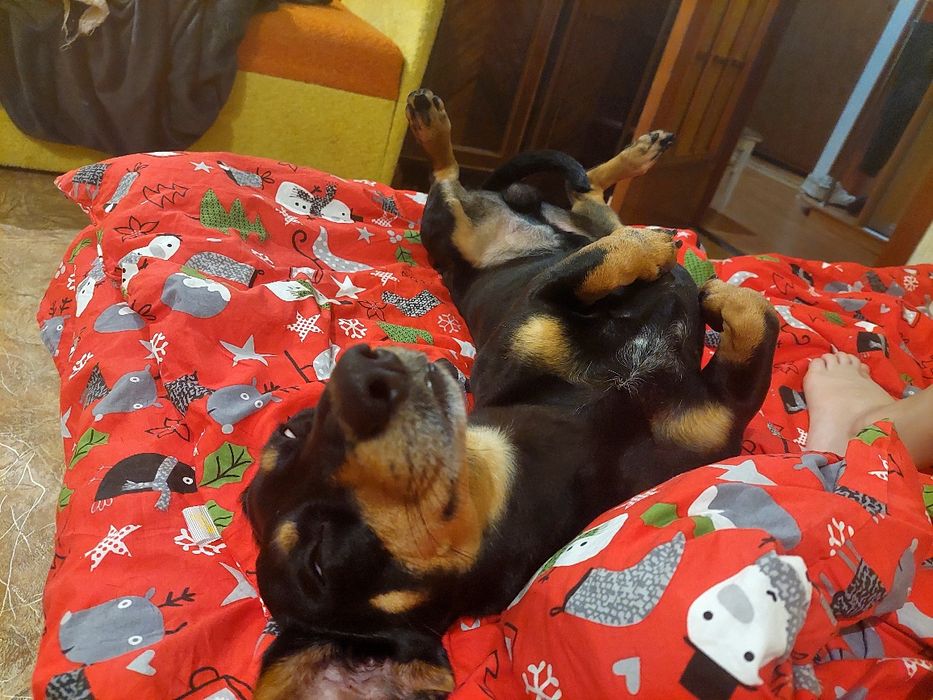 Кобель для вязки