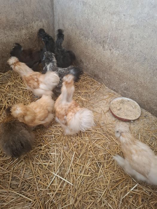 Srzedan kurczeta silki ,czubatki  , koguty silki s