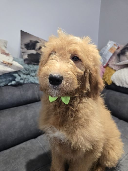 Goldendoodle f1 standard