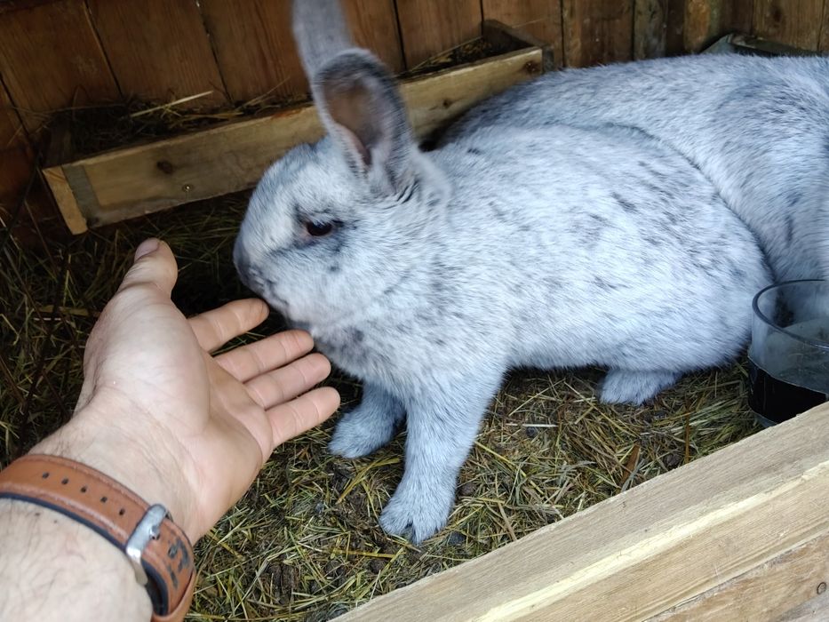 WJS olbrzym srebrzysty