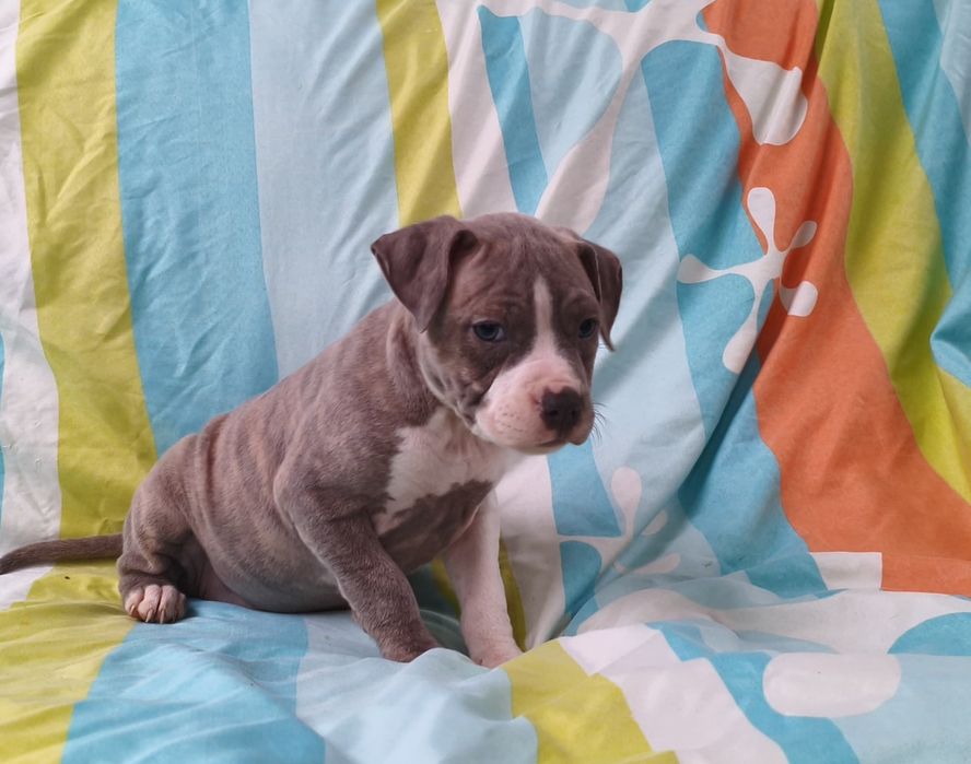 American pitbull fêmea