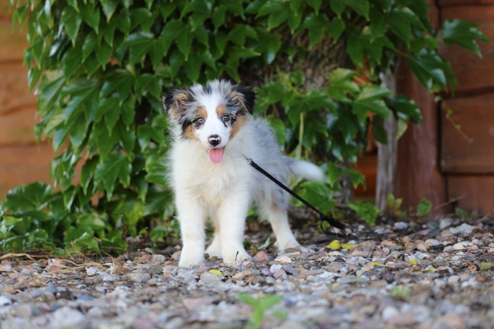 Border Collie szczeniak