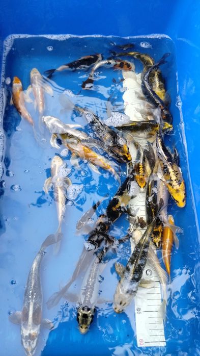 Karpie koi Butterfly Longfin 15-25 cm