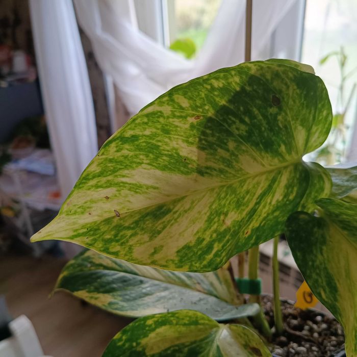 epipremnum hicolor-duże liście