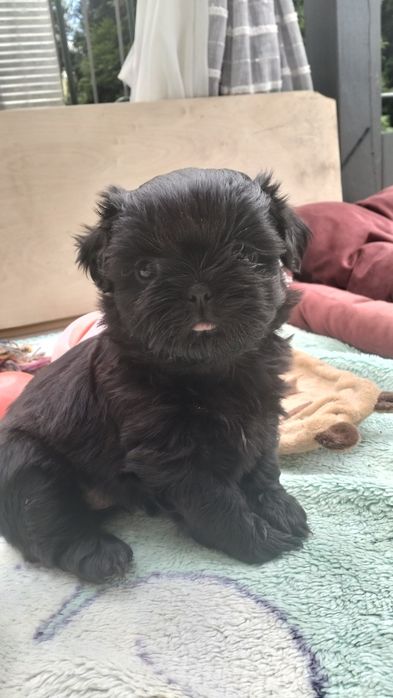 Shih Tzu czarniutkie maleństwo