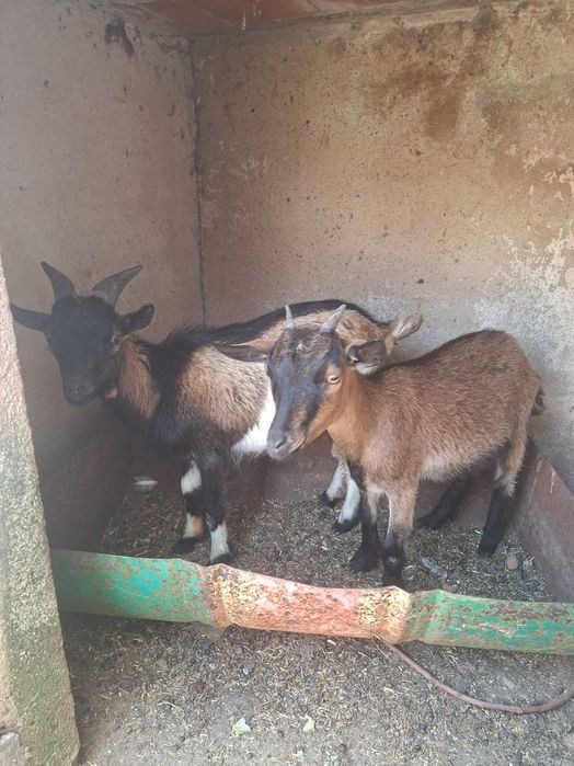 Casal cabras com 6 meses