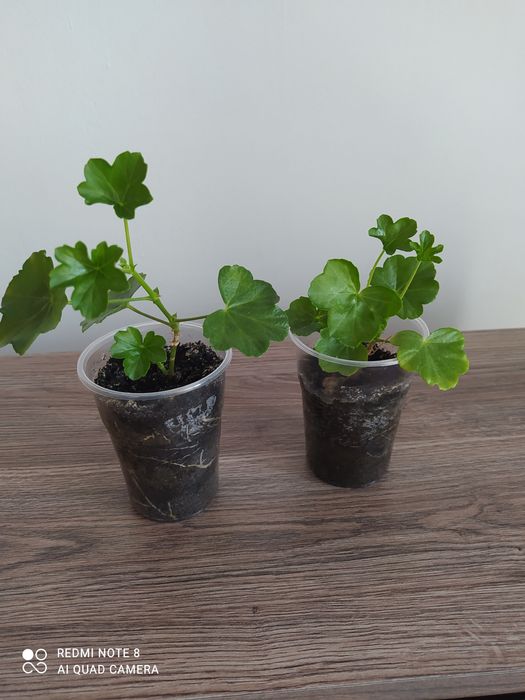 Герань  звичайна