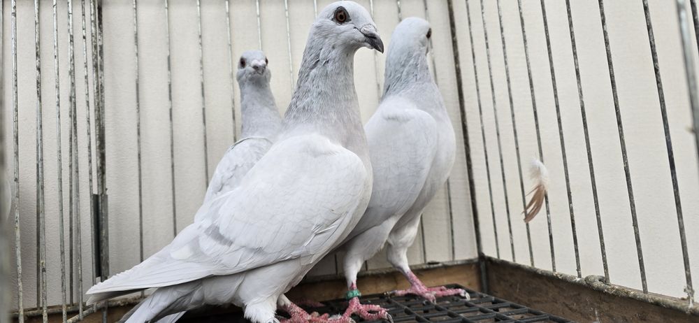 Milki samce samice likwidacja