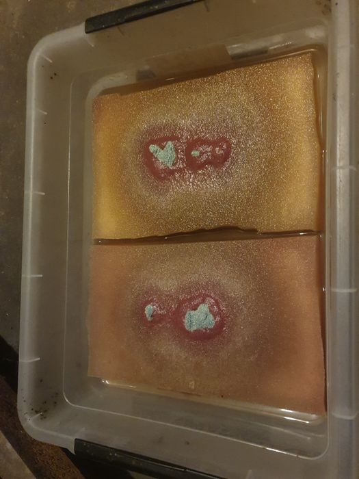 Auloforus żywy pokarm dla rybek