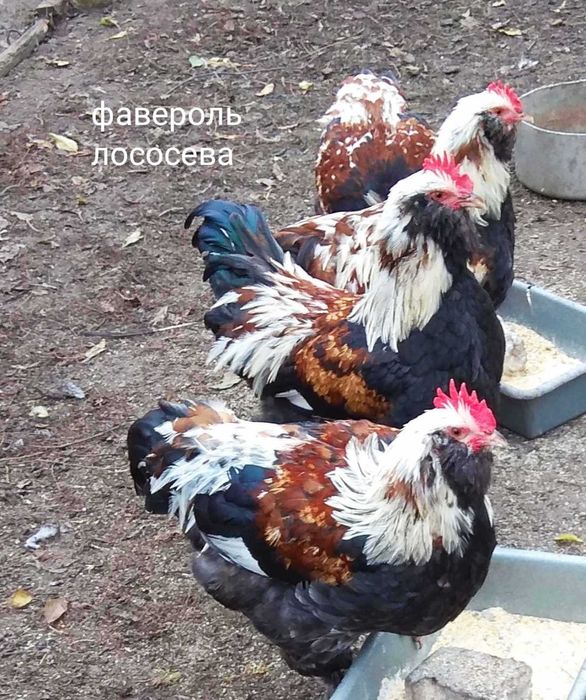 Півні чистих порід: Маран Ч/М, Віандот срібло, Фавероль.