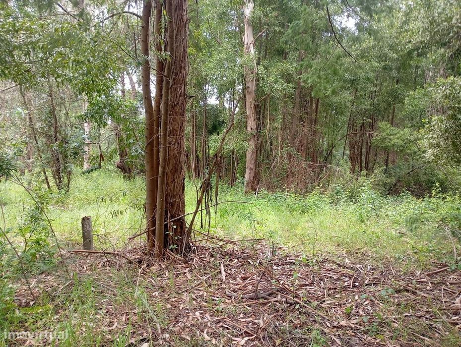 Terreno  com moinho, na rota dos mionhos em Ouca – Vagos