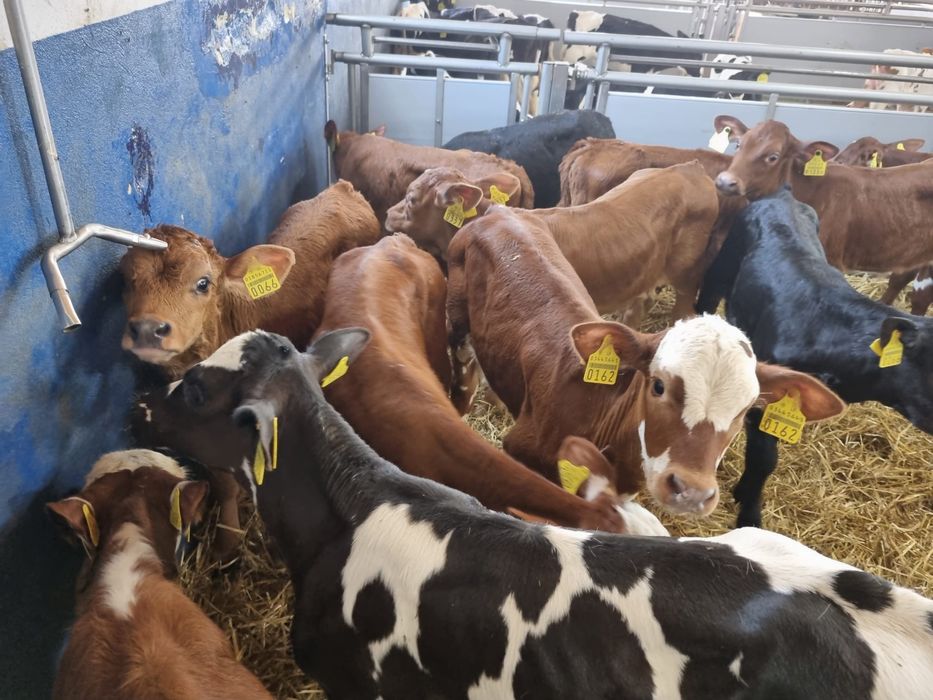 Cielaki na sprzedaż