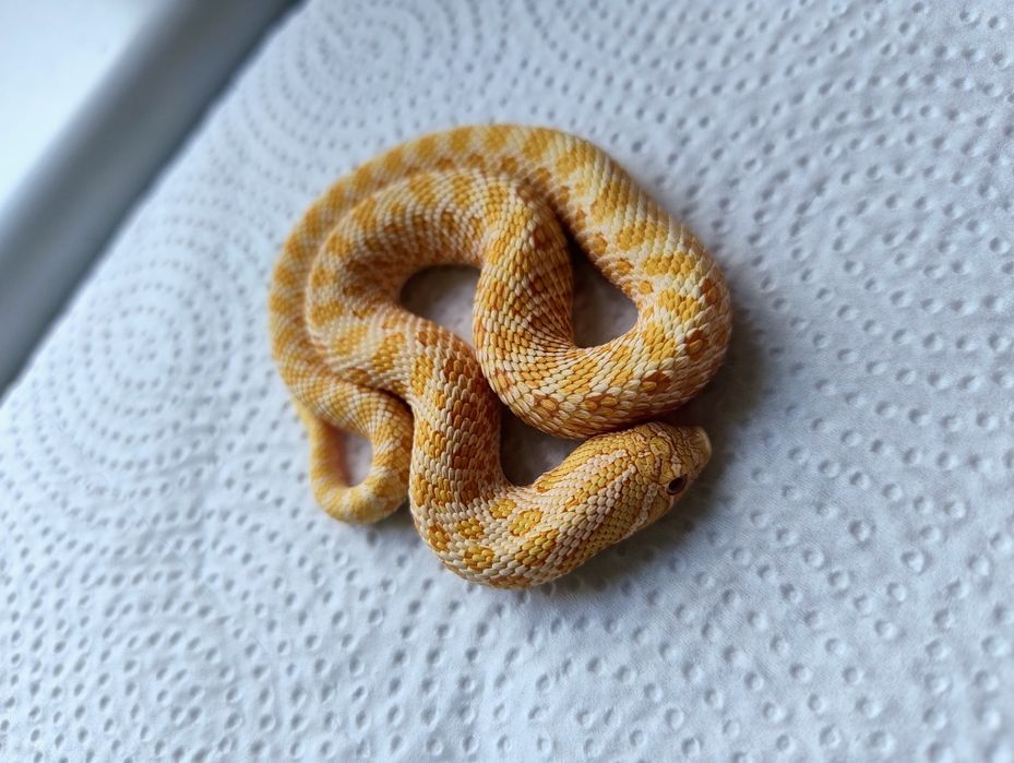 Samczyk heterodon albino