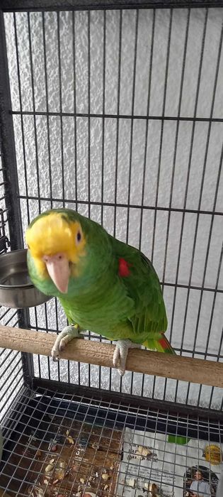 Papagaio Amazona Oratrix fémea adulta