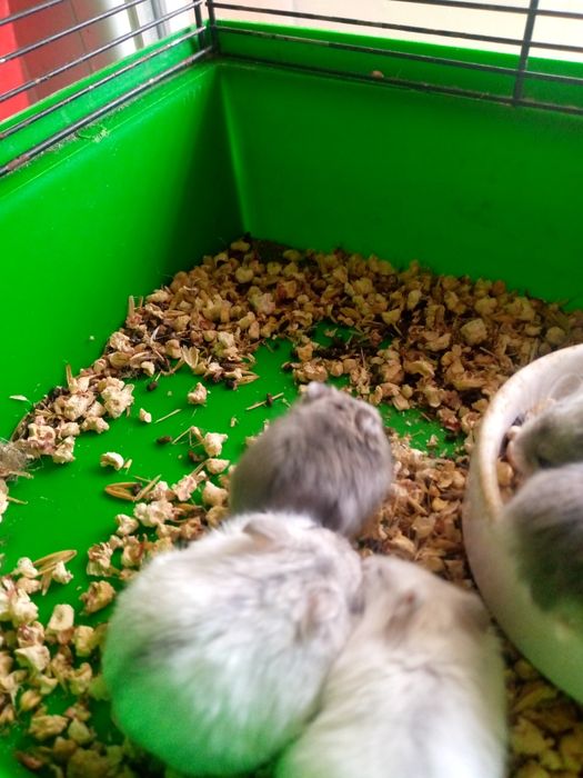 Хомячки Кременчуг