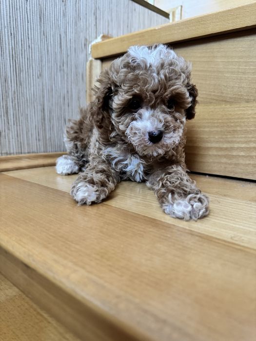 Красуня мальтіпу