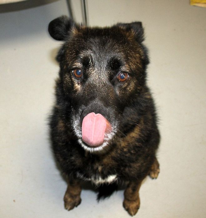 Your loyal Mountain Queen: Serra da Estrela/ German Shepherd Mix