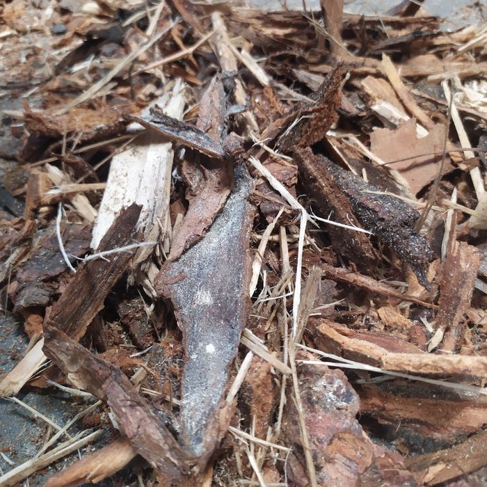 Kora drzewna , zrębka mix, wyściółka,ściółka,zrębka.