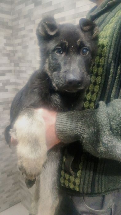 Щенки  восточно -европейской  овчарки