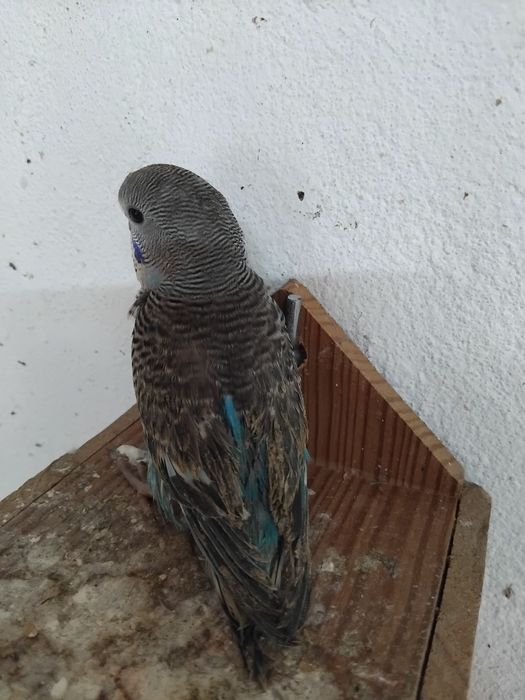 Vendo ou  troco por outras aves no meu interesse