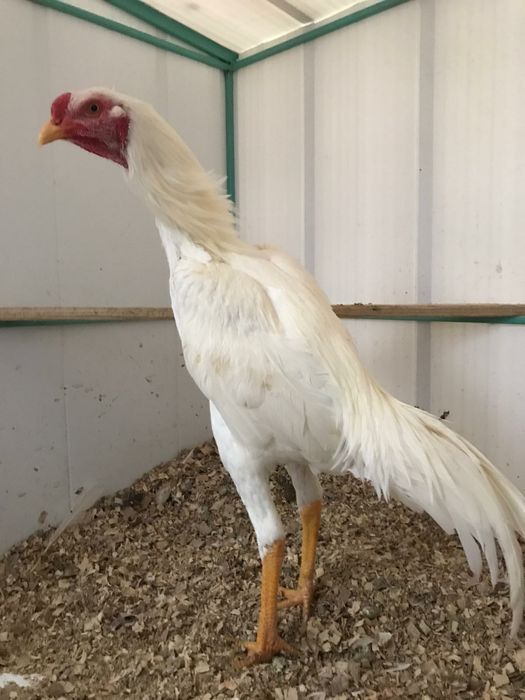 Петухи и куры бойцовых пород Бразильцы и Тайцы.Бійцеві півні.