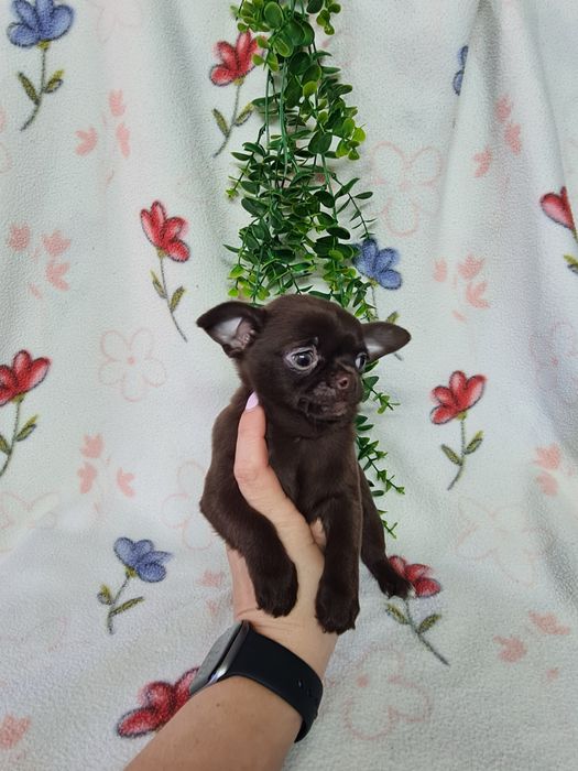 Excelente menina mini chihuahua/chiuaua linhagem Russa.Qualidd