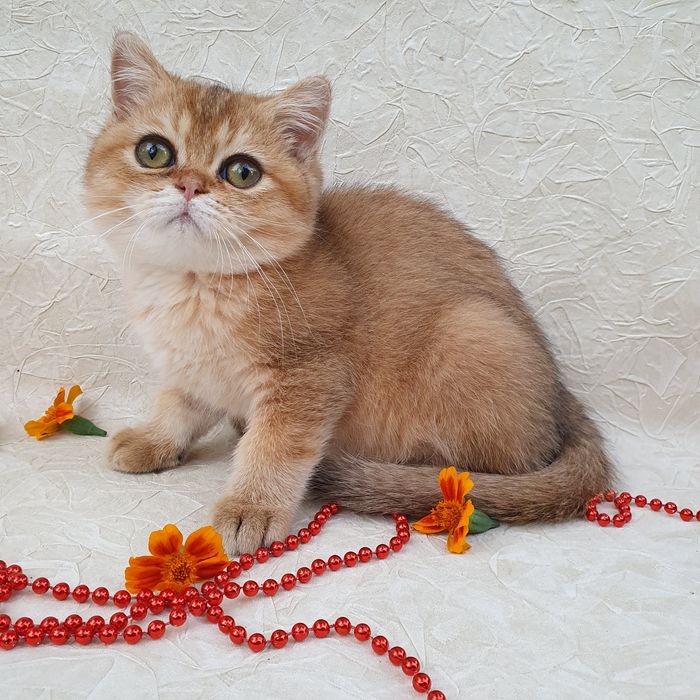 Котик британец тикированного окраса. Котята радость в дом Киев