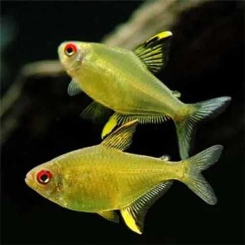 Tetra Limão (Hyphessobrycon Pulchripinnis)