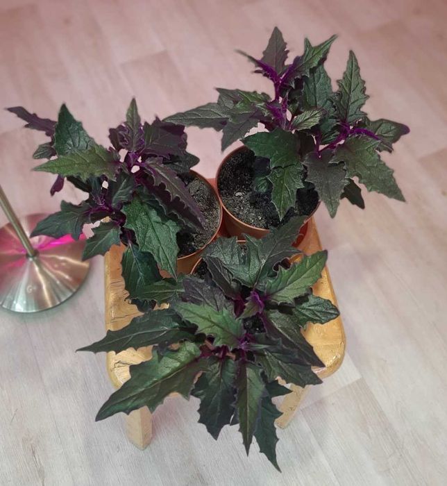 Гинура, Сингонеум